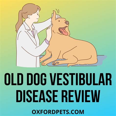 Old Dog Vestibular Disease: 10 Symptoms & 3 Home Remedies - Oxford Pets