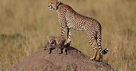 Top Flight Nature Photography: Photographing African wildlife with ...