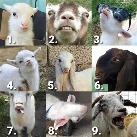 These Goat Memes Are the Greatest of All Time (25 Memes) in 2022 | Funny goat memes, Goats funny ...