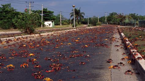 Cuba: Wild Island of the Caribbean | Cuban Crab Invasion | Nature | PBS