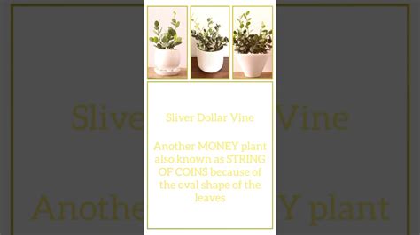 6 money plants | lucky plants #attractmoney #wealth #fortune #fengshui #luckyplants# ...