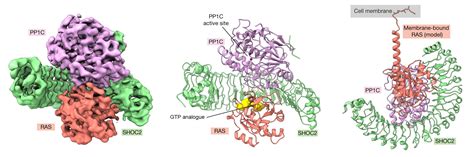 Structures Signal Fresh Targets for Anticancer Drugs