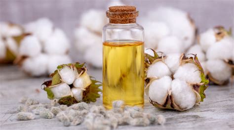 Cottonseed Oil For Hair: An Excellent Solution for Hair Health