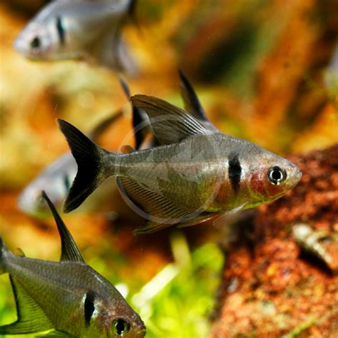 TETRA - BLACK PHANTOM Hyphessobrycon megalopterus - Aquatics Unlimited