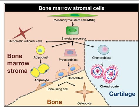 Figure 3 from Stem Cell Interactions in a Bone Marrow Niche | Semantic Scholar