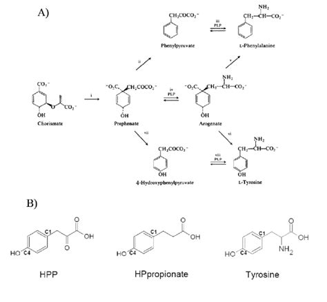 A) Metabolic routes from chorismate leading to the synthesis of ...