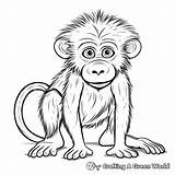 Baboon Coloring Pages  Free & Printable sketch template