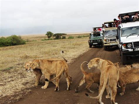 Serengeti safari tour | Serengeti Wildlife Safaris Tours | Tanzania Tours