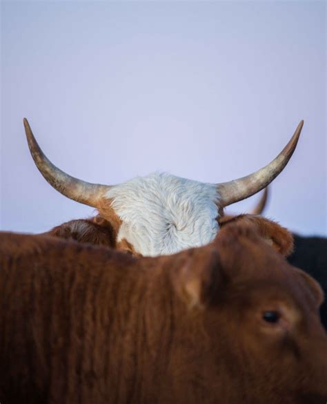 The Beefmaster: A Legacy of Cattle Breeding and Conservation