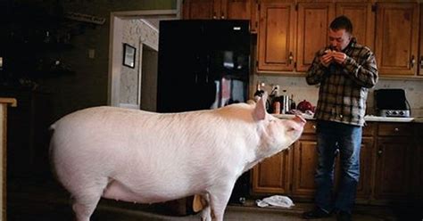 Couple whose 'micropig' grew into 46st porker bigger than POLAR BEAR | Mini pig, Micro pigs, Pet ...