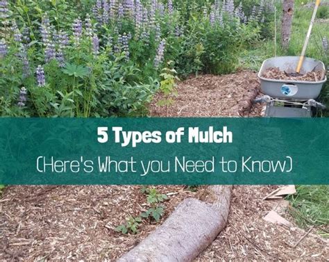 5 Types of Mulch – Here’s What You Need to Know - Growing with Nature