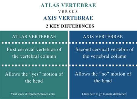 Explain How Atlas and Axis Are Different From Other Vertebrae