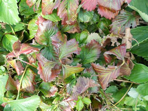 My Allotment: Strawberries and virus disease