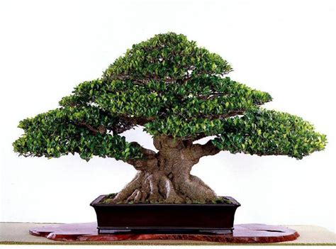 Buy ChoosePick Banyan Bonsai Tree Seeds 5 Per Packet Online @ ₹69 from ShopClues