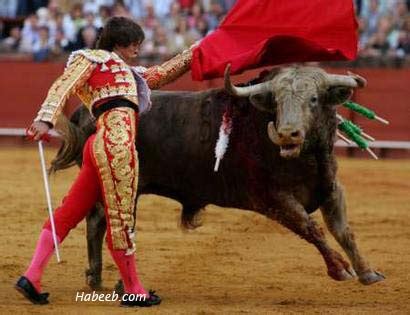 Matador Bullfight Photos