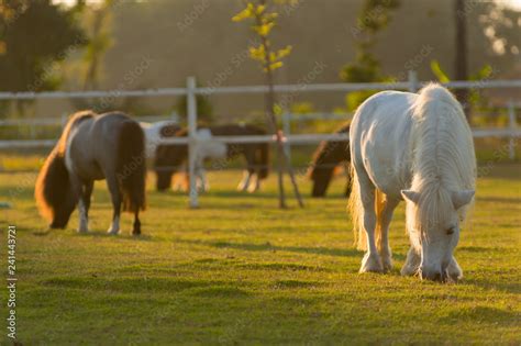 Lovely dwarf horse. Stock Photo | Adobe Stock