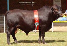 Zimbabwe #1 Cattle Breeds