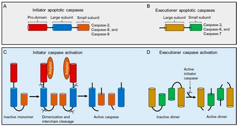 Cells | Free Full-Text | The Role of Caspase-2 in Regulating Cell Fate