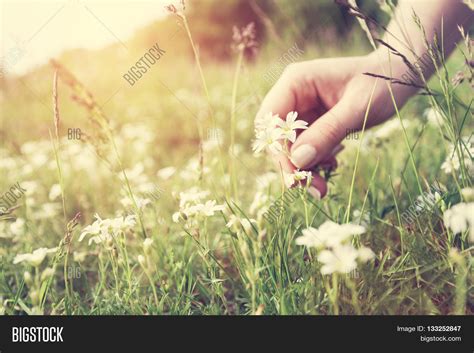 Woman Picking Flowers Image & Photo (Free Trial) | Bigstock