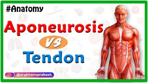 Difference between Aponeurosis and Tendon - YouTube