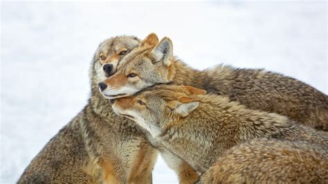 Coyotes: Facts about the wily members of the Canidae family | Live Science