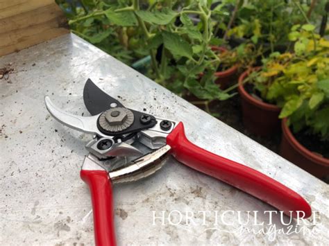 Follow These Basics For Rosemary Pruning To Keep Your Plant Healthy ...