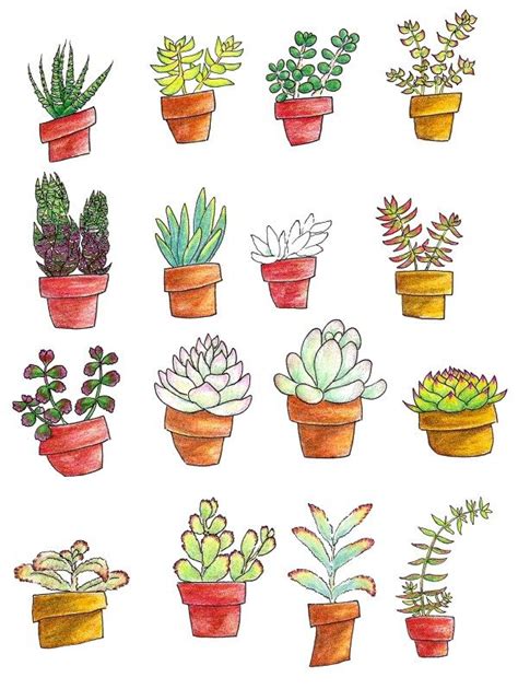 Pin by Nariyasu on Anything With Plants In It | Succulents drawing ...