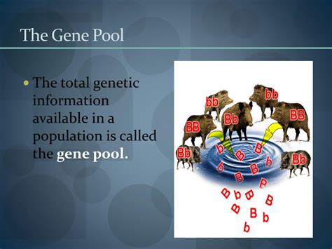 PPT - Population Genetics and Speciation PowerPoint Presentation, free download - ID:2011549