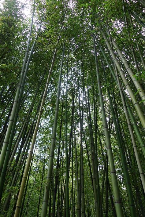 Bamboo Plantation Photograph by Cordelia Molloy | Fine Art America