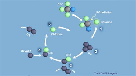 BI.2.30 CFCs destroying the Ozone Layer Diagram | Quizlet