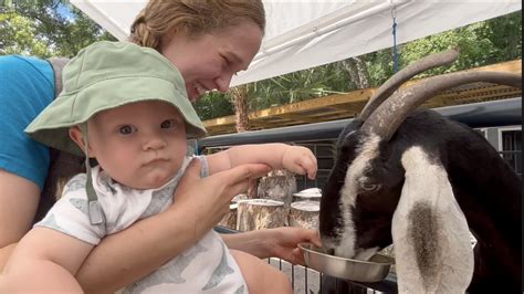 Tarpon Springs Aquarium & Animal Sanctuary opens new petting zoo