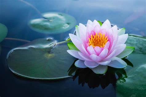 The lotus in Japan, a historic symbol PeakExperienceJapan