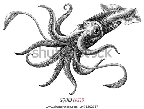 Squid Drawing Royalty-Free Images, Stock Photos & Pictures | Shutterstock