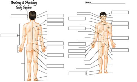 regional terms anatomy quiz