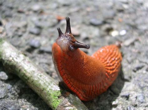 Spanish Slug: Identify & Control Spanish Slugs | Tips & Tricks