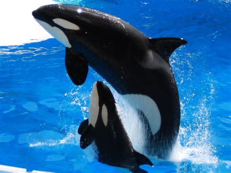 mother and baby killer whale close up | At Sea World in Orla… | Flickr