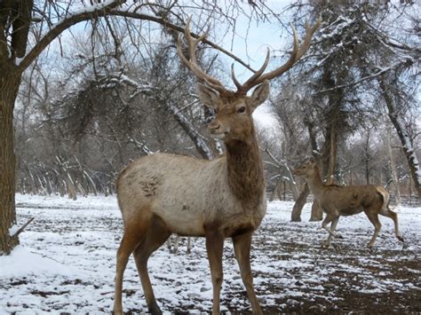 Cervus elaphus yarkandensis | Bukhara Deer