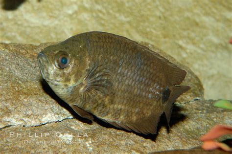 African Climbing Perch Photo, Stock Photograph of an African Climbing Perch, Ctenopoma ...