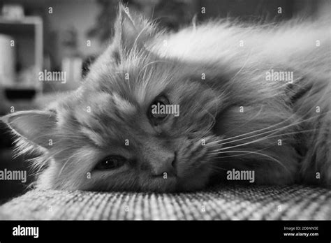 Red persian cat hi-res stock photography and images - Alamy