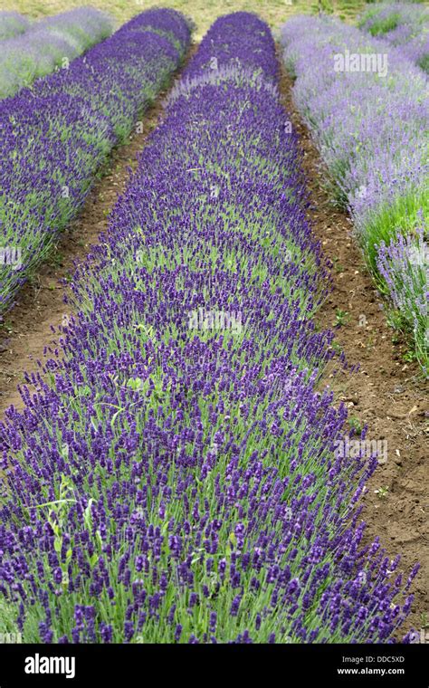 fields of lavender at the norfolk lavender farm at heacham norfolk ...