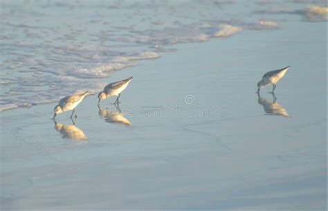 The Sandpipers Enjoy a Calm Day on the Beach As they Hunt the Mirrored ...