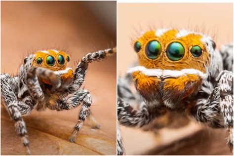 'Finding Nemo': Meet the Newest Peacock Spider Species Recently Found ...