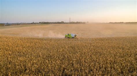 Harvesting of corn stock image. Image of transportation - 155681225