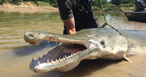 Alligator Gar Record Size - This is the biggest alligator gar on record · this alligator gar set ...