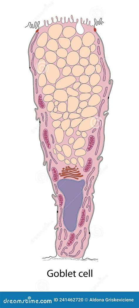 Structure Goblet Cells Of The Intestine. Infographics. Vector Illustration On Isolated ...