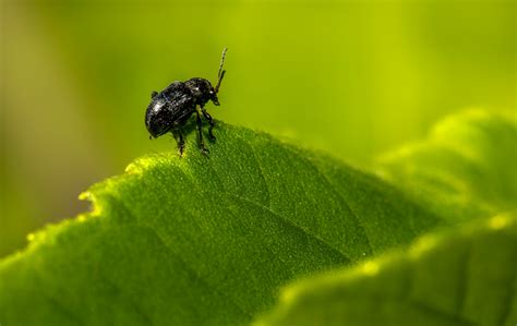 Rainbow Beetle Photos, Download The BEST Free Rainbow Beetle Stock Photos & HD Images