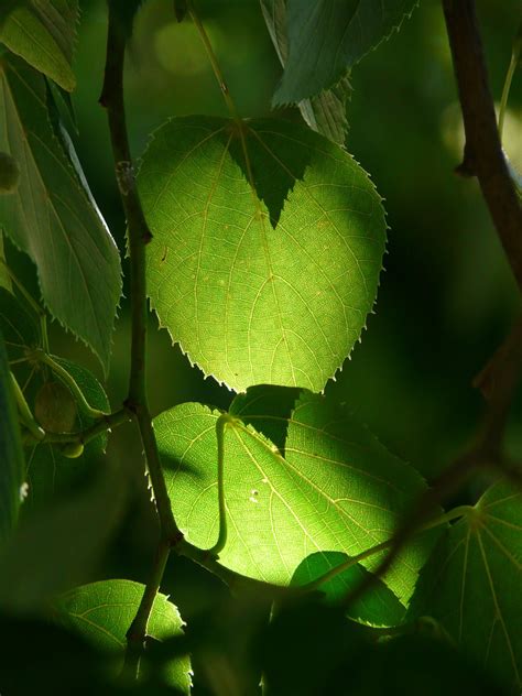 Linde,tree,leaves,green,back light - free image from needpix.com