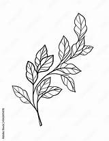 Coloring Book To Educate Kids Learn Colors pages Leaf Pages  sketch template
