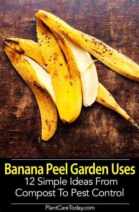 Banana Peels In The Garden - (12 How To Ideas And Uses) | Banana peel ...