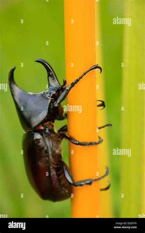 Rhinoceros beetle hi-res stock photography and images - Alamy